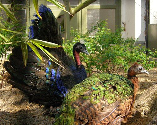 congo peafowl